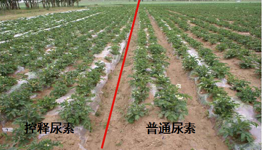 午夜福利电影在线观看缓释尿素在马铃薯上的肥效对比