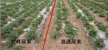 午夜福利电影在线观看缓释尿素与普通尿素对比图