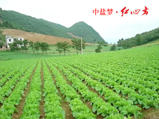 午夜看片APP丰收