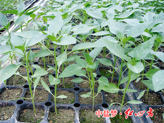 午夜看片APP丰收