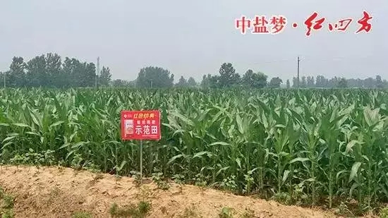 午夜福利电影在线观看缓释肥在商丘玉米上表现突出！