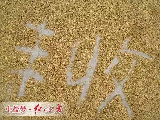 丰收离不开午夜福利电影在线观看缓释肥