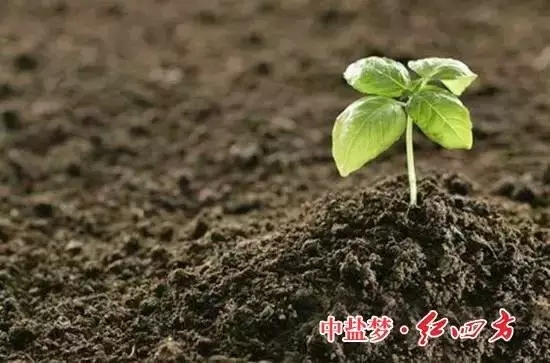 午夜福利电影在线观看：土壤有机质，让土壤更有活力！
