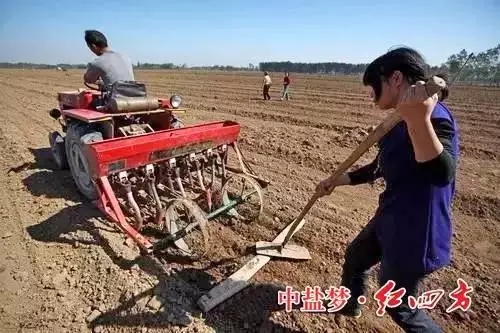 午夜看片APP种植户最关心的是什么？