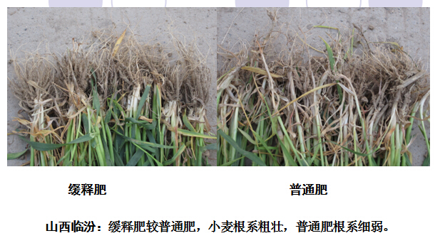 山西临汾午夜看片APP缓释肥表现