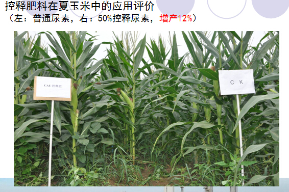2014年午夜福利电影在线观看缓释肥在夏玉米上的表现