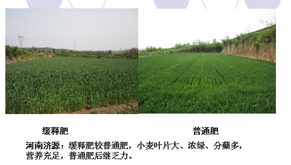 2015年午夜福利电影在线观看缓释肥在河南地区午夜看片APP表现