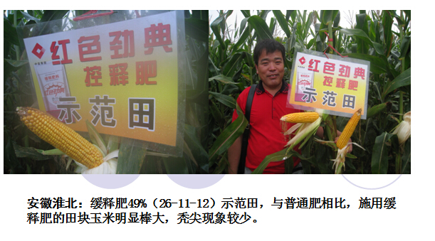 2015年午夜福利电影在线观看缓释肥在河北玉米表现