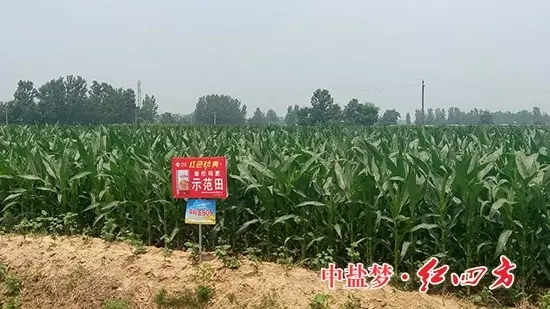 午夜福利电影在线观看玉米缓释肥示范田玉米长势良好