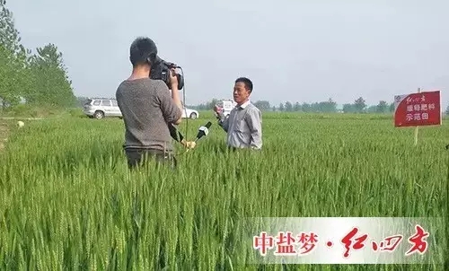 缓释肥示范田里，大户正接受安徽电视台采访